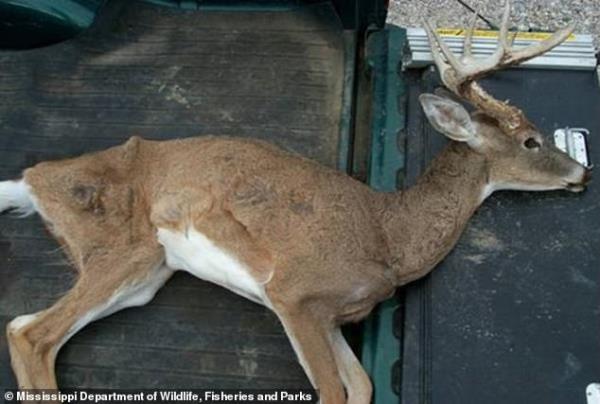 黄石国家公园确诊了首例鹿“僵尸”病:官员警告说，致命的脑部病毒会使动物流口水，而且不怕人类